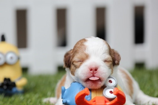 5 Ways to Make Your New Puppy Feel Welcome in Your Home