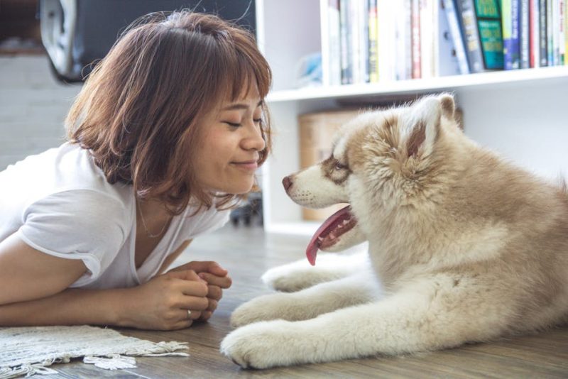 When is the Right Time to Get Pet Insurance