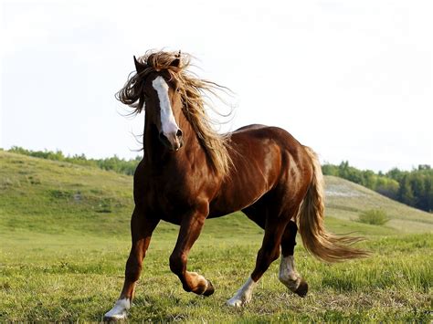 horse