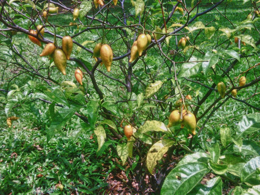 Questions about Ibogaine Treatment Safety
