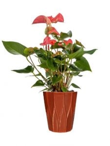 Lovers’ Hearts Anthurium