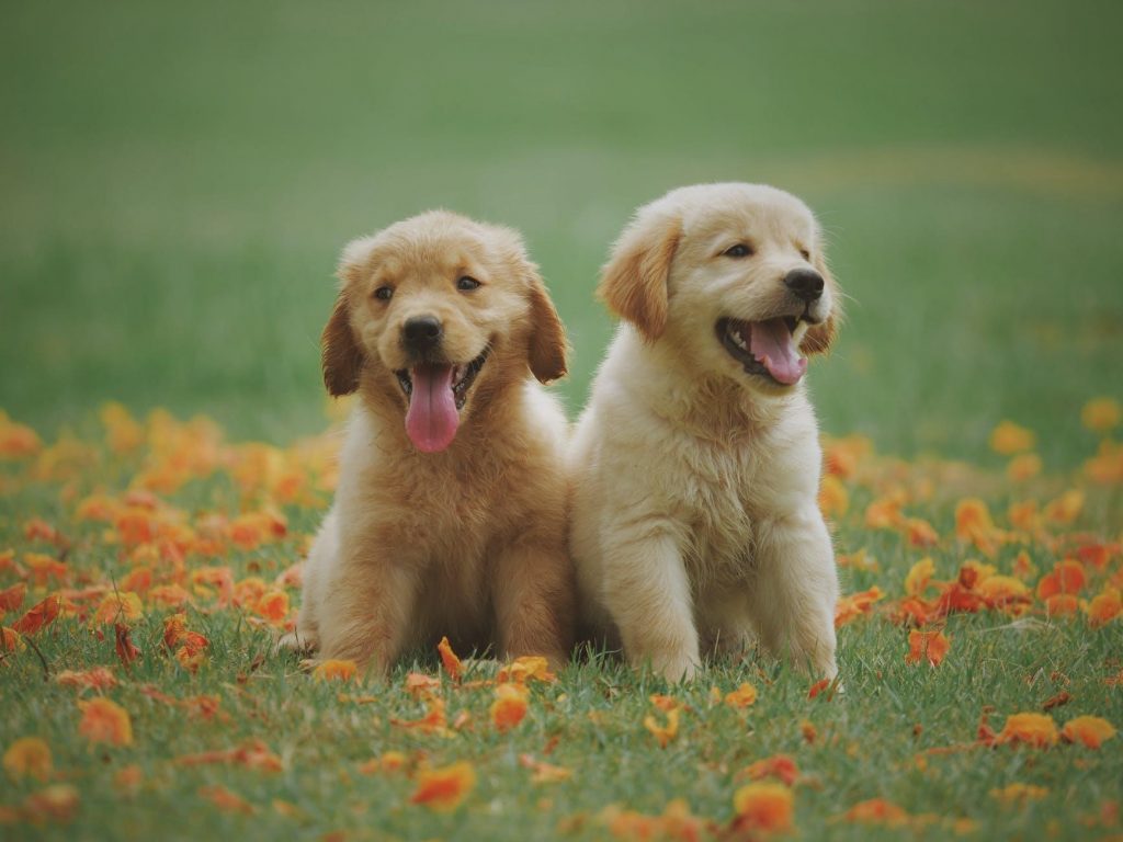 Are old school training methods for your pets still effective?