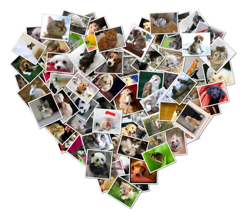 collage photo frames maker online