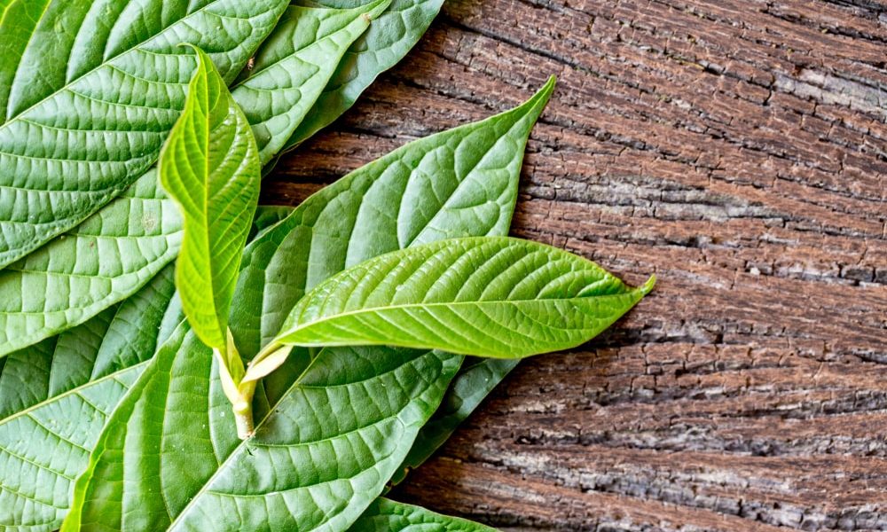 Kratom for Sale in USA