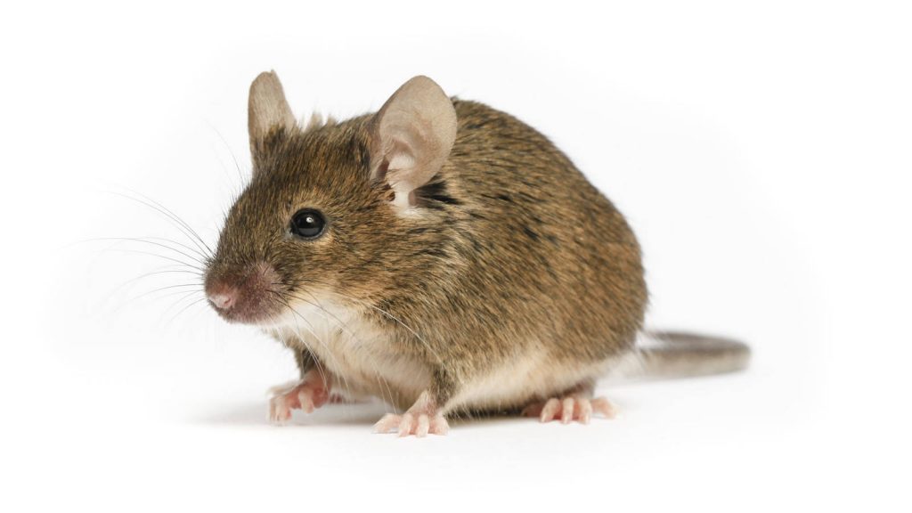 mice