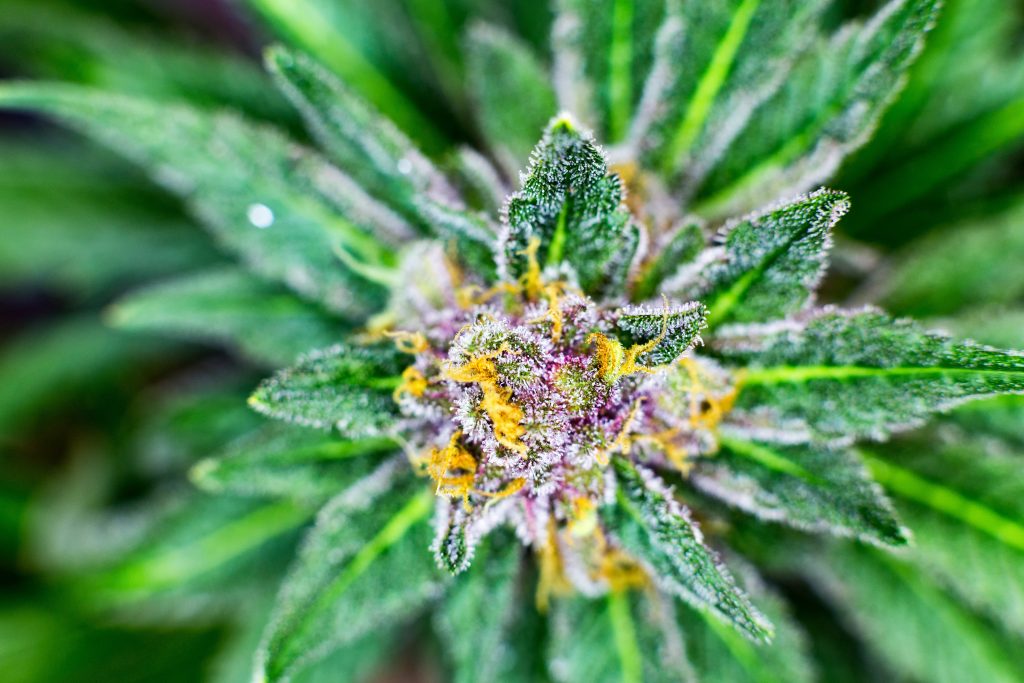 CBD