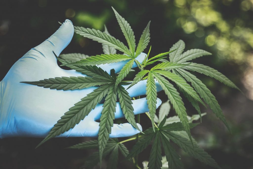 Cannabis Strains: