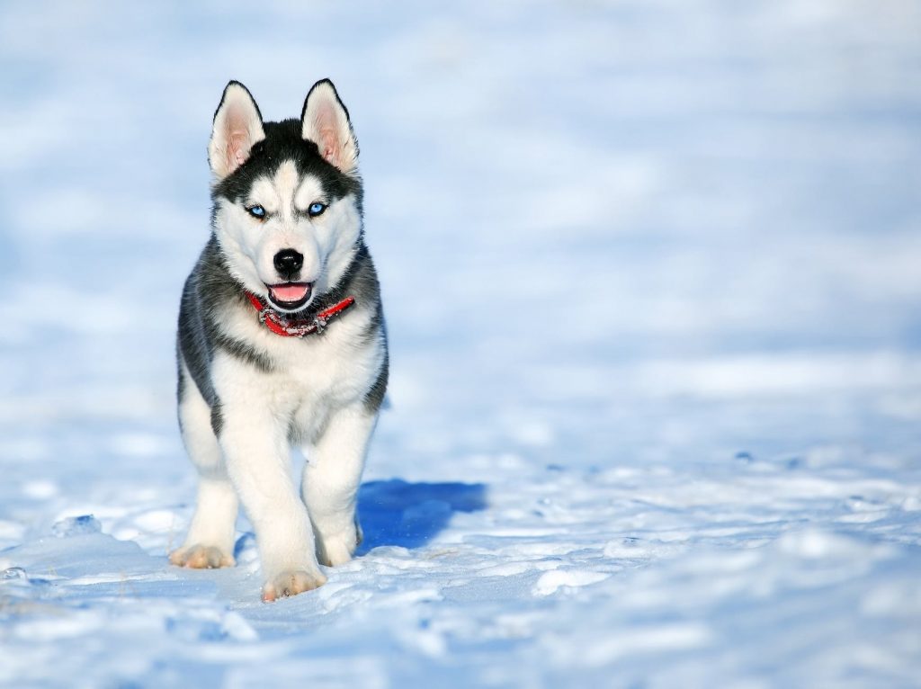 Five Tips For Single Dog Parents