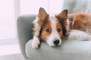 Detox Alternatives for You and Your Dog