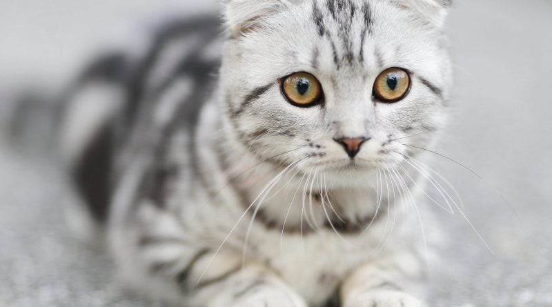Behavioral Changes in Cats to Track