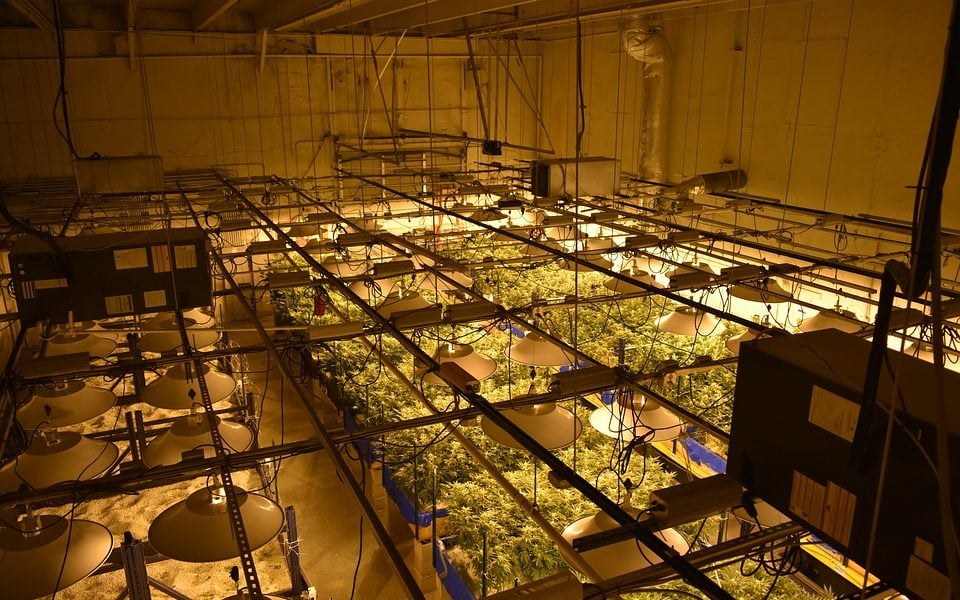 Growing Marijuana Indoors - Tips and Tricks