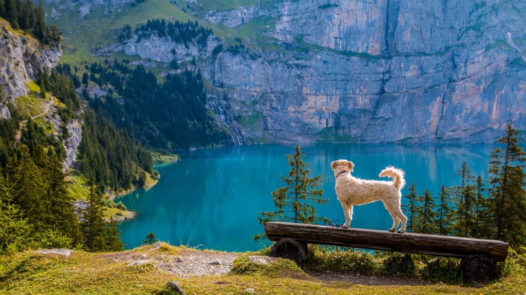 How to Choose the Right Travel Crate for Your Dog