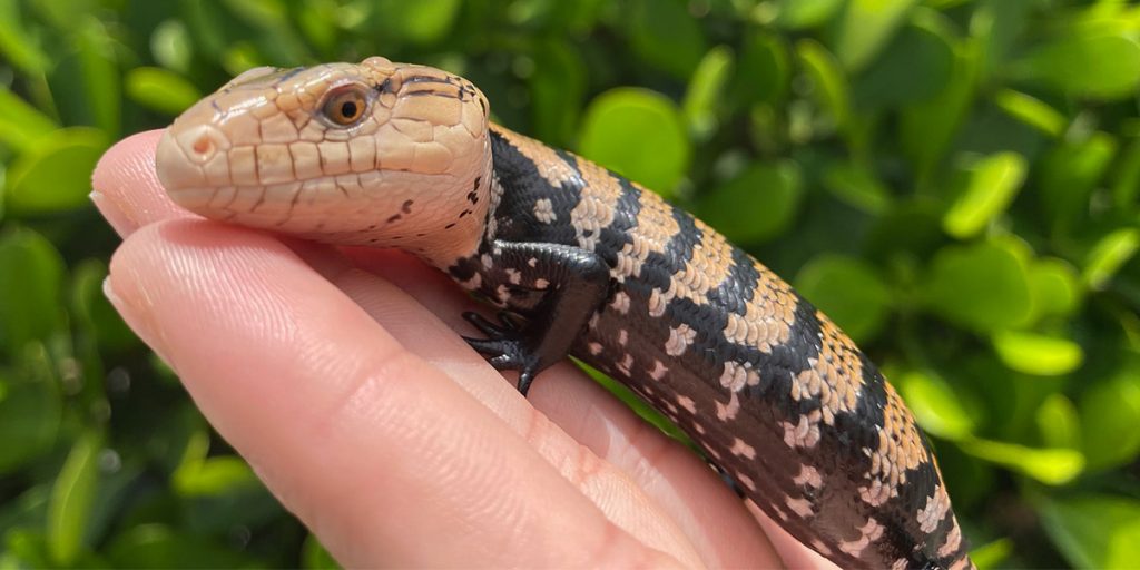 4 Reasons Why Reptiles Make Good Pets for Kids