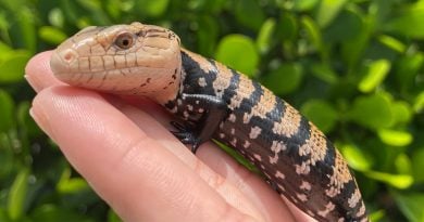 4 Reasons Why Reptiles Make Good Pets for Kids