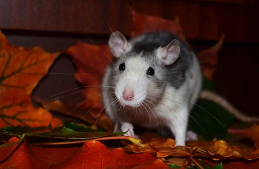 How Professionals Get Rid of Rats