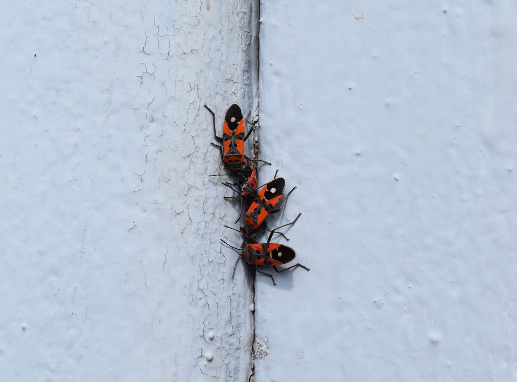 Bugs