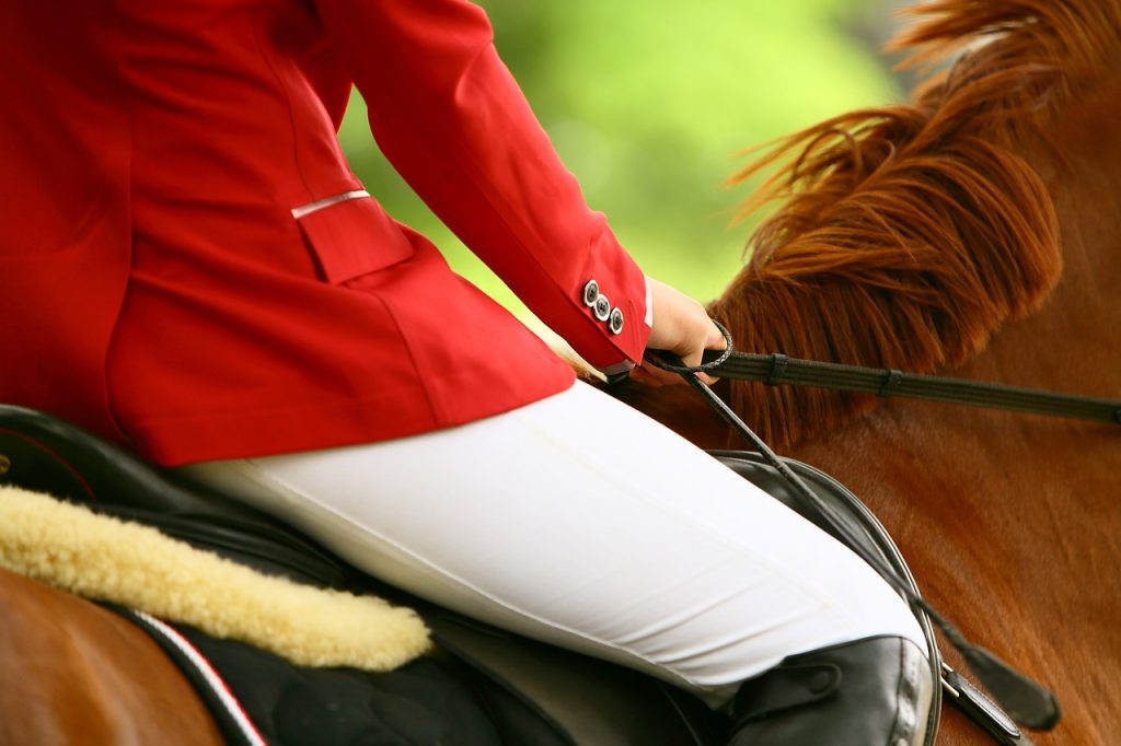 horse