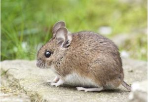 rodents
