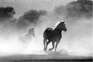 horse