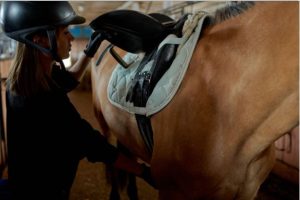 horse
