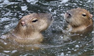 beaver