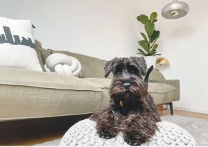 pet