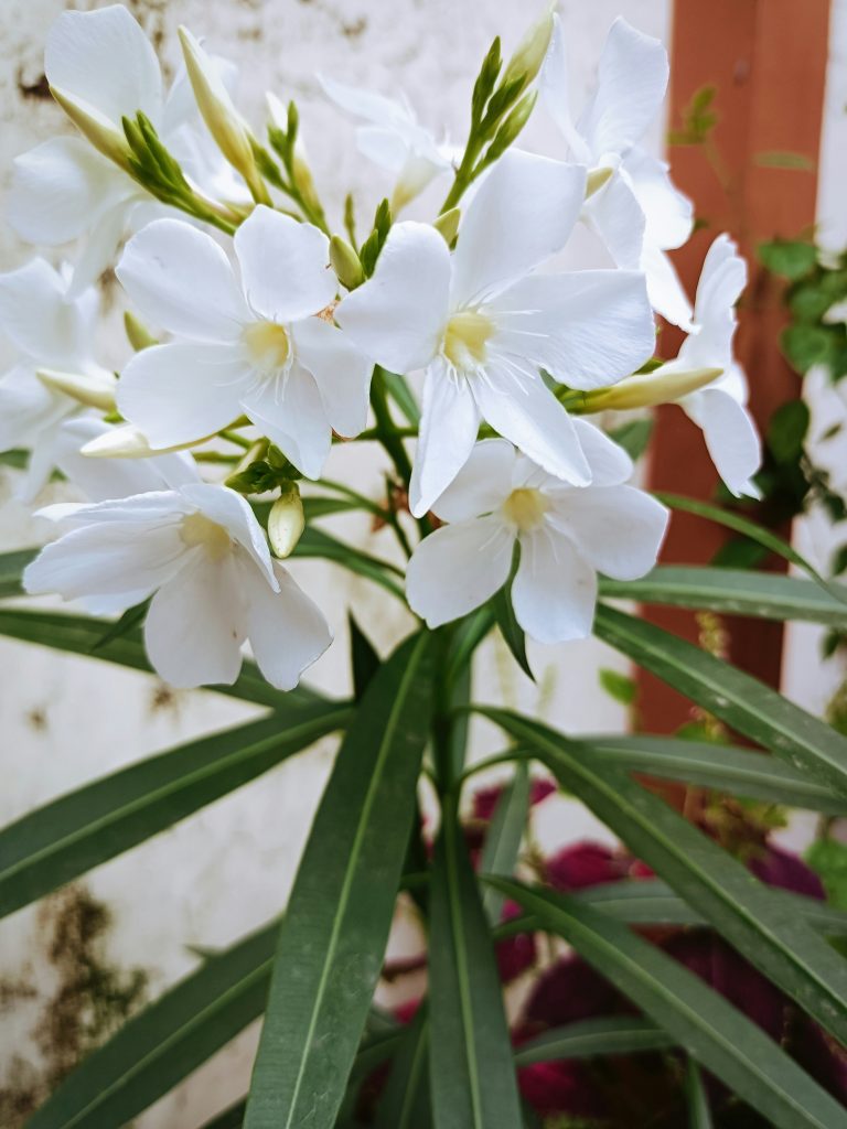 plant
