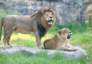 zoo