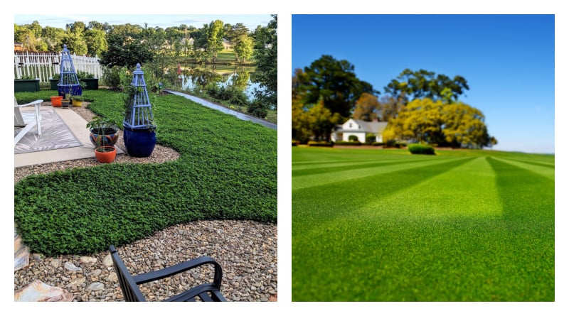 Grass Seed vs. Miniclover: Which Lawn Option Is Right for You?